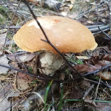 Apartman G4 Maty Frymburk Exteriör bild