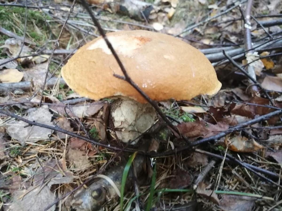 Apartman G4 Maty Frymburk Exteriör bild